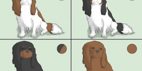 Een cavalier king charles spaniel uitkiezen