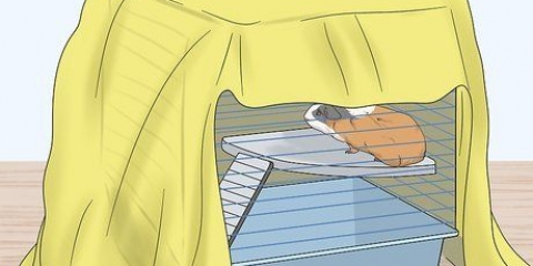 Een cavia vasthouden