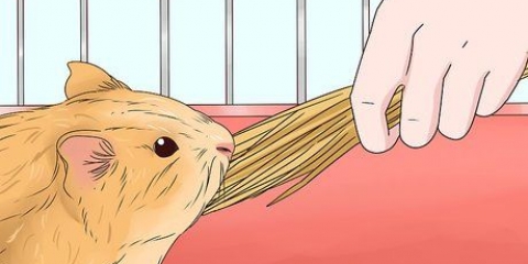 Een cavia uitvoer