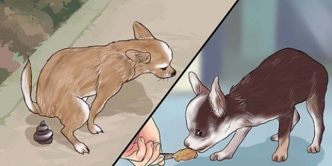 'N chihuahua maak 'n mens