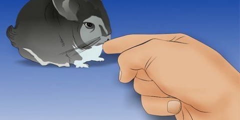Een chinchilla vasthouden