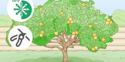 Snoei 'n suurlemoenboom