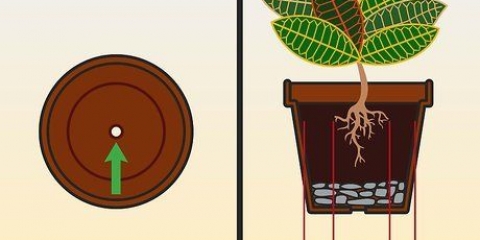 Versorging van 'n croton