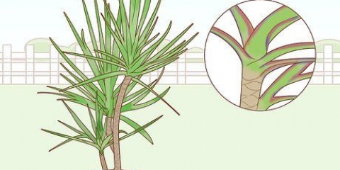 Die versorging van 'n dracaena