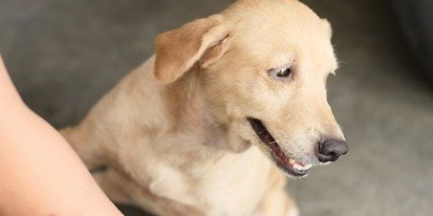 Een droge huid by honde verzachten