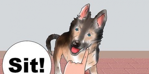 Een duitse herder trainen