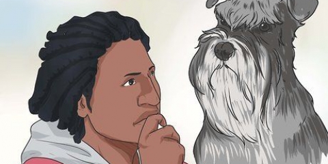 Een dwergschnauzer opvoeden