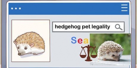 Een egel versorgen