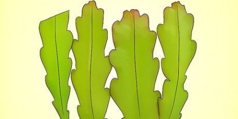 Kweek 'n epiphyllum cactus