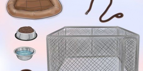 Een ekstra hond in huis neem