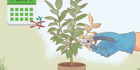 Snoei 'n ficus