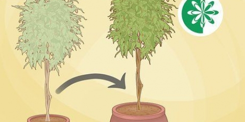 Verpot 'n ficusboom