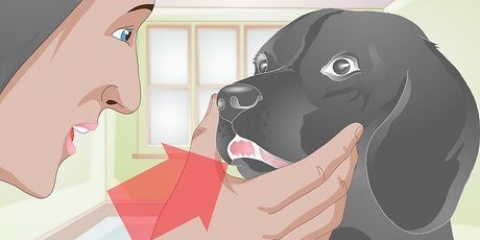 Een gebroken tand by 'n hond behandel