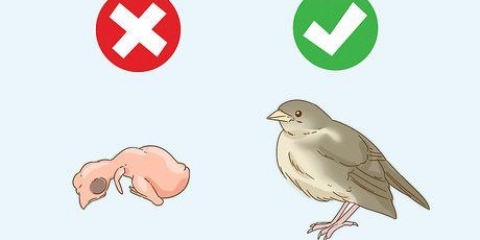 Een gevalle nestvlieder help