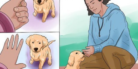 Een golden retriever puppy trainen