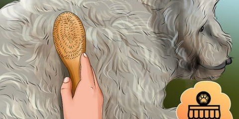 Een goldendoodle versorgen