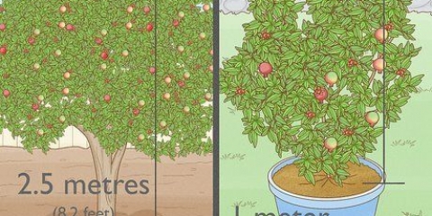 Plant 'n granaatboom