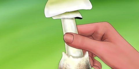 Herken 'n groen knolmaniet
