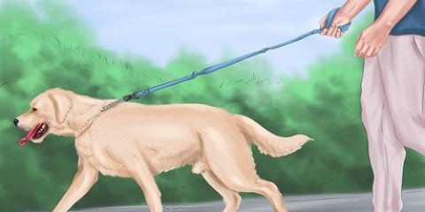 Een groot speelse hond kalmeren