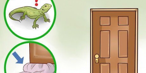 Een hagedis in huis vangen