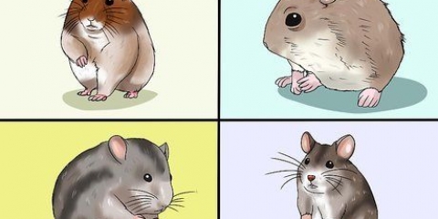 Een hamster kies