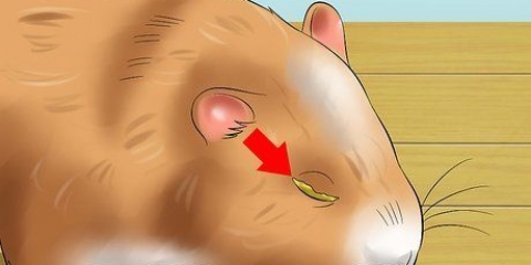 Een hamster met 'n dicht oog help