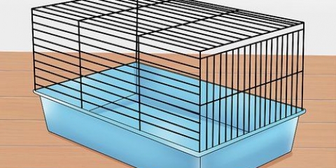 Een hamster temmen