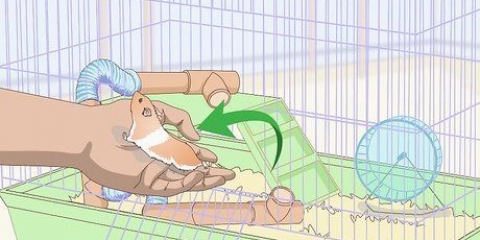 Een hamster trucjes leer