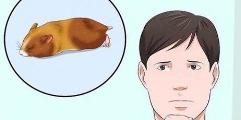 Een hamster uit sy winterslaap haal