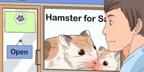 Een hamster versorgen