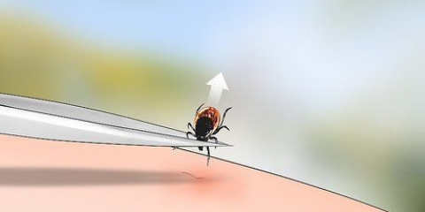 Een hertenteek identifiseern