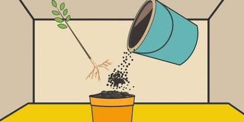 Versorging van 'n hibiskusplant
