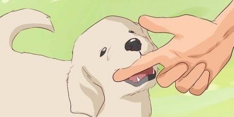 Een hond afleren om te byten