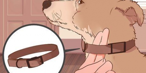 Een hond afleren om te trek