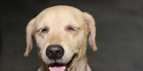 Een hond afleren om teen mense op te spring