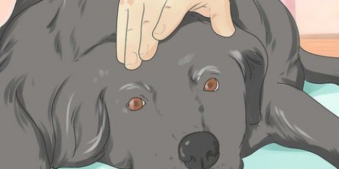 Een hond die op sterven lig bystaan