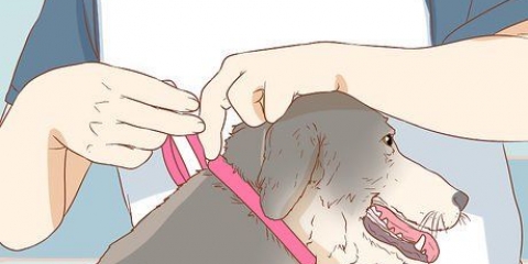Een hond daarvan weerhouden om aan 'n wond te likken