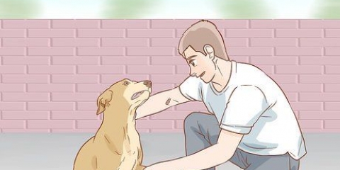 Een hond help herstellen van 'n gebroke poot