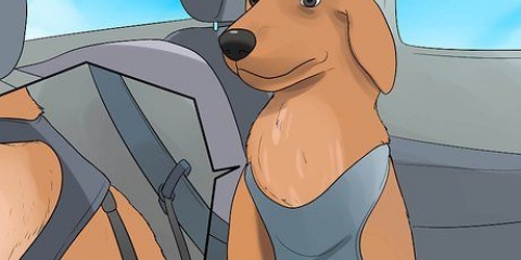 Een hond kalmeren die nerveus is in die auto
