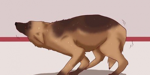 Een hond kalmeren