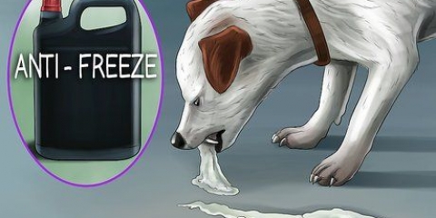 Een hond laat gebreek