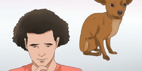 Een hond laat inslapen
