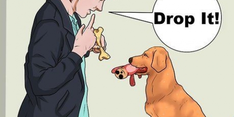 'N hond leer te apporteren