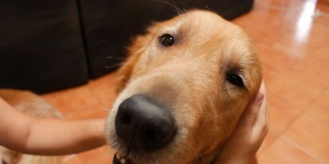 Een hond masseren