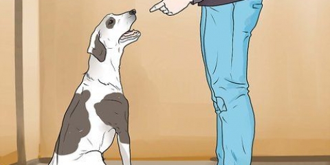 Een hond straffen