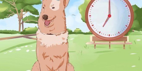 Een hond oefen om buite te plassen