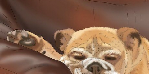 Een hond trainen