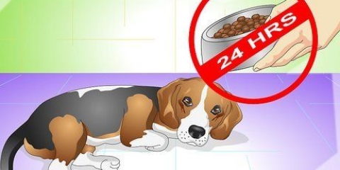 Een hond van buikpijn genezen