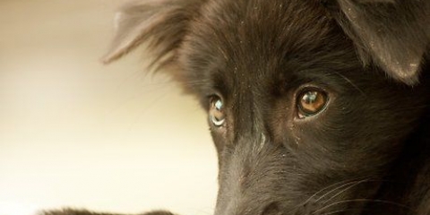 Een hond van je laat hou