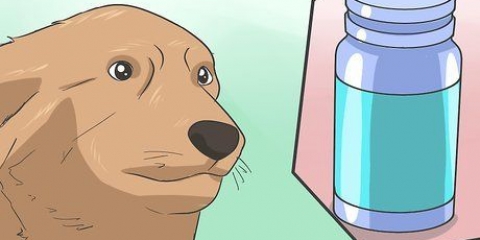 Een hond veilig verdoven
